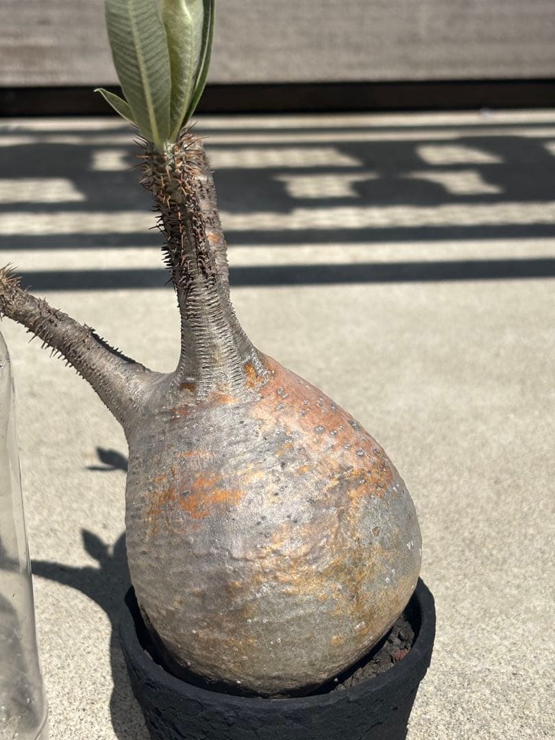 グラキリス 現地球 発根済み F.I.P鉢