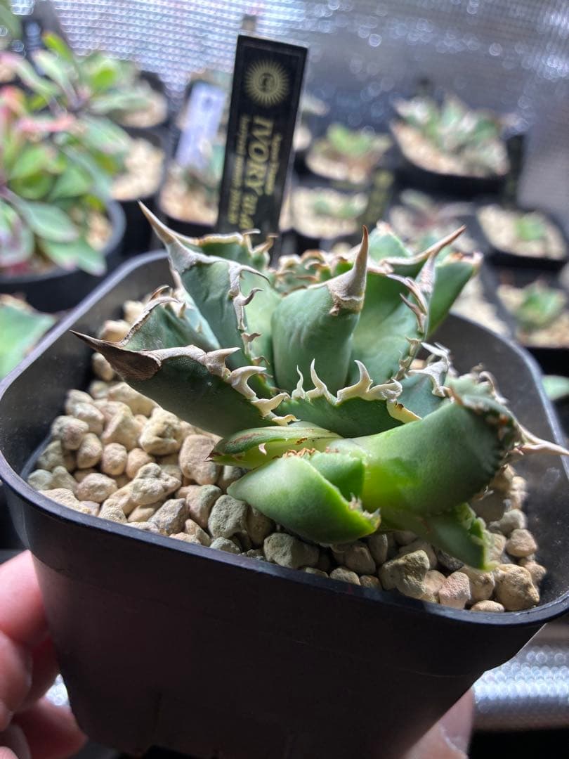 アガベ　チタノタ　ivory アイボリー　子株　①