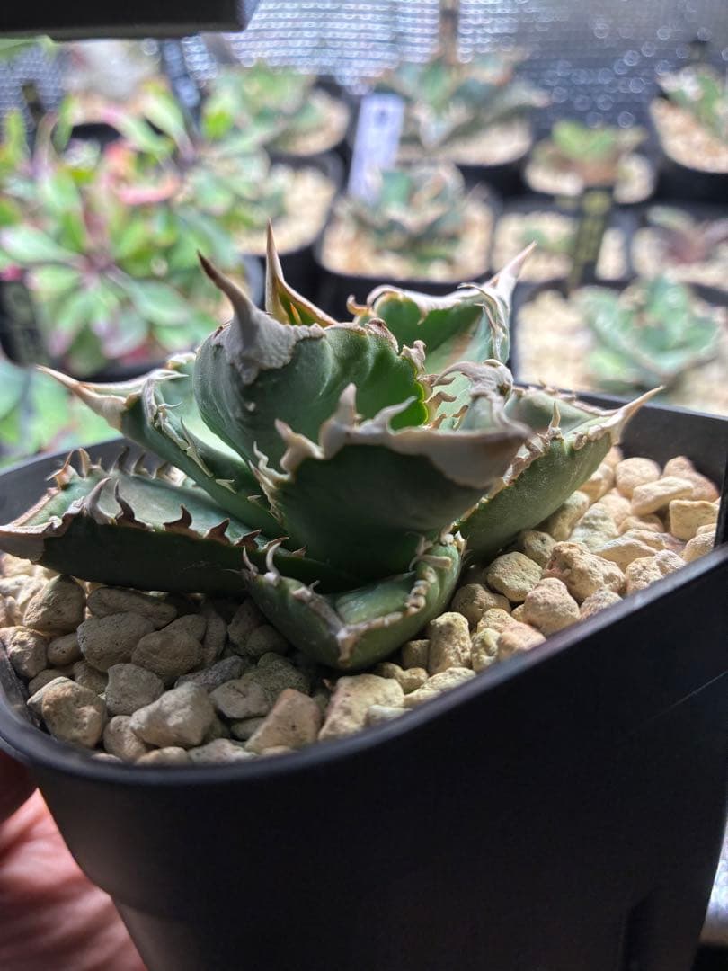 アガベ　チタノタ　ivory アイボリー　子株　①