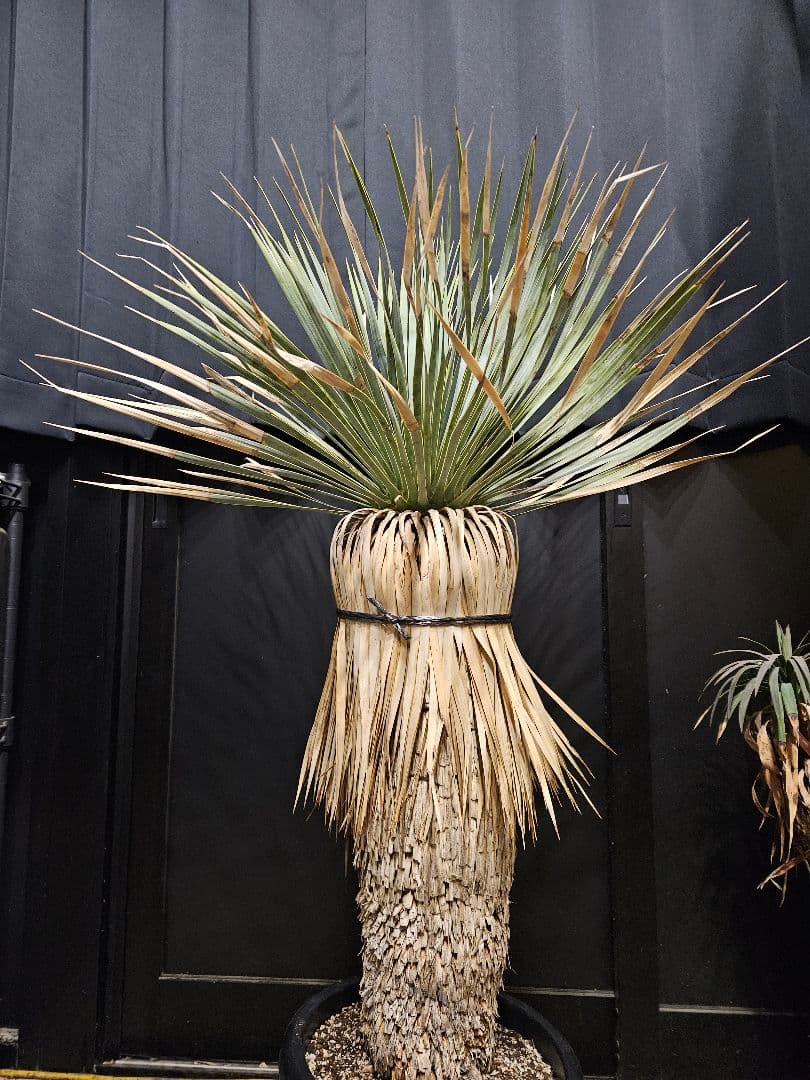 ユッカロストラータ 太株 (ふ)