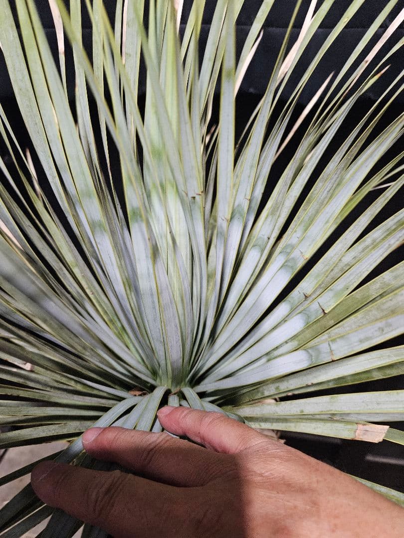 ユッカロストラータ 太株 (ふ)