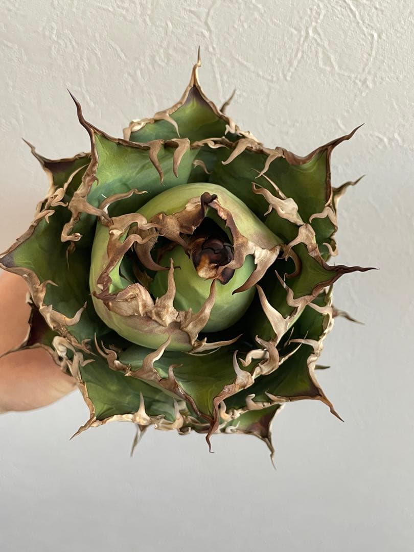 アガベ　チタノタ　シーザー　lize産