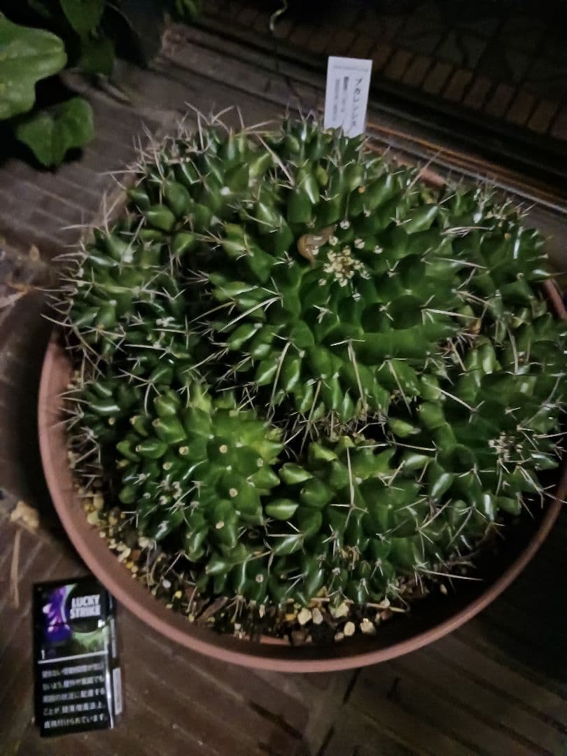 ブカレンシス　群生　サボテン