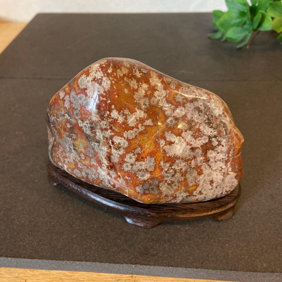 根尾桜石　寒桜　★ 鑑賞石　菊花石　桜石