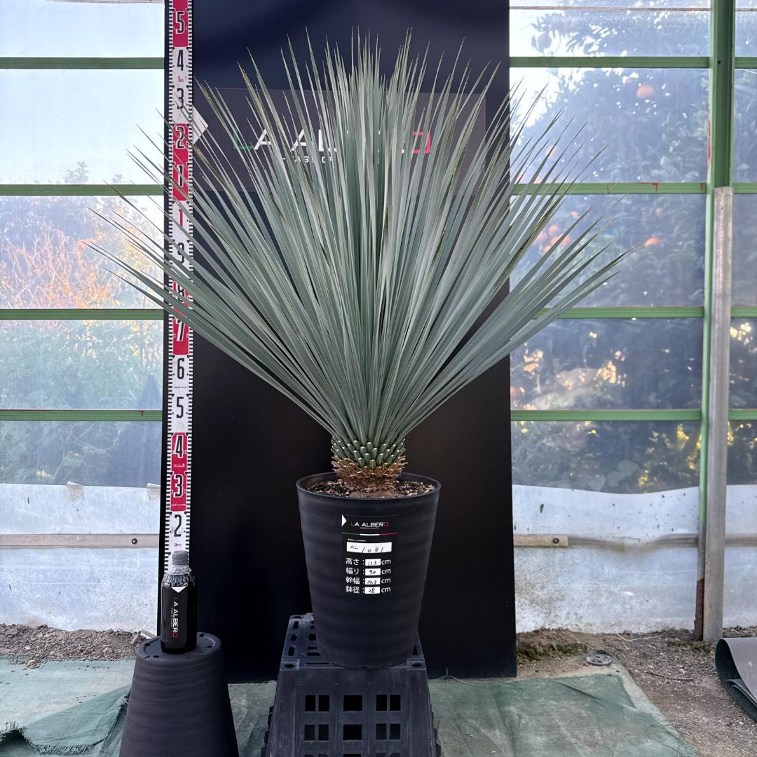 【AL1081】ユッカ　LA ALBERO　ランチョブルー　数量限定販売