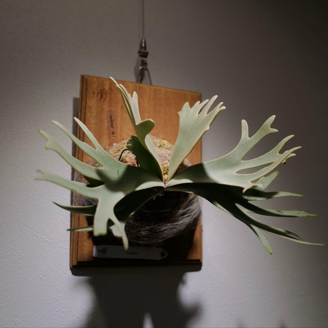 P.Gabriel pup ビカクシダ ガブリエル 株分け③