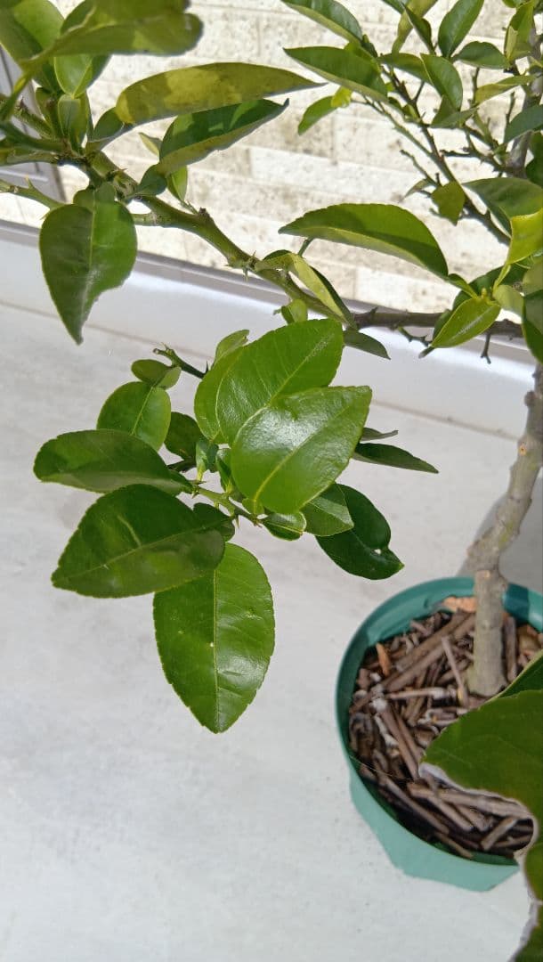 【初心者おすすめ】3年生 グレープフルーツ苗木 10号鉢 匿名発送