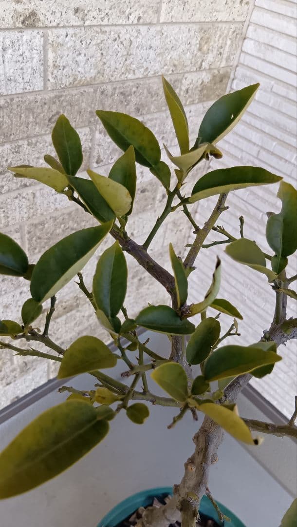 【初心者おすすめ】3年生 グレープフルーツ苗木 10号鉢 匿名発送