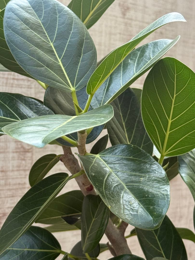 ☆ フィカス ベンガレンシス♪148cmリビングサイズ 緩やかな曲がりフォルム♪