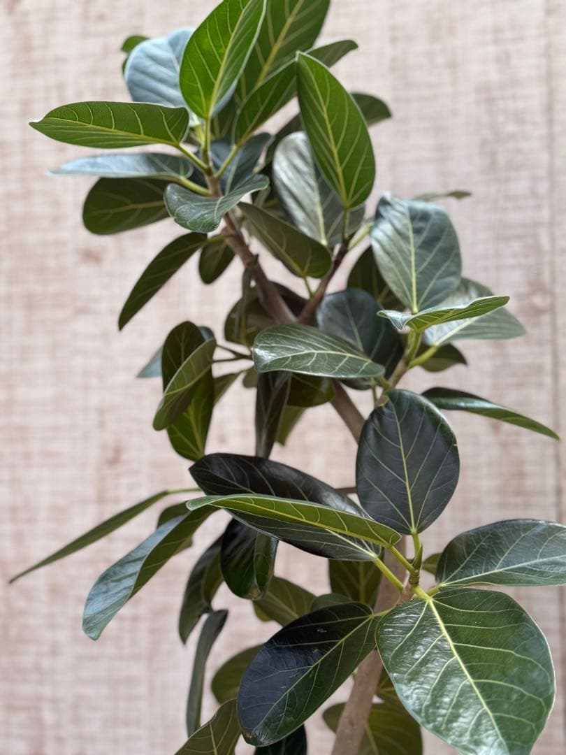 ☆ フィカス ベンガレンシス♪148cmリビングサイズ 緩やかな曲がりフォルム♪