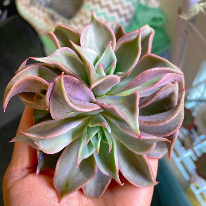 超美苗マディバ2頭大苗