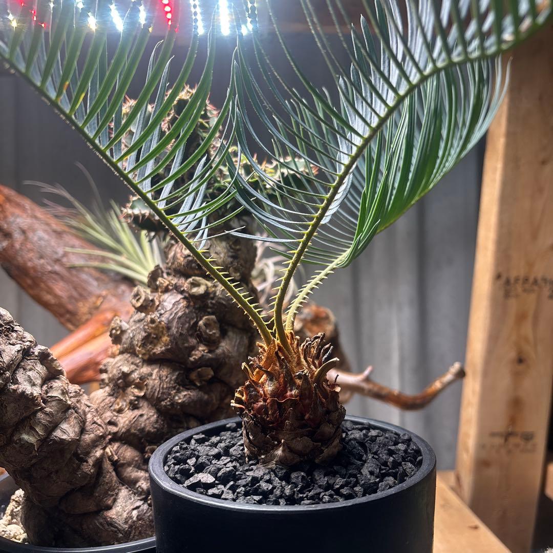 新年セール サイカスカイルンシアナ　発根済み