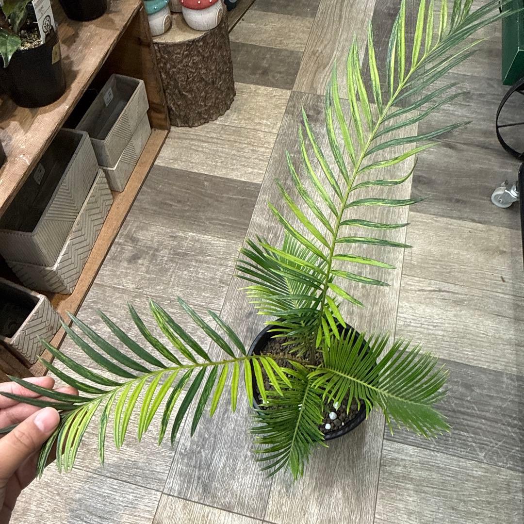 希少！　ソテツ斑入り　沖縄県の親株からの子株