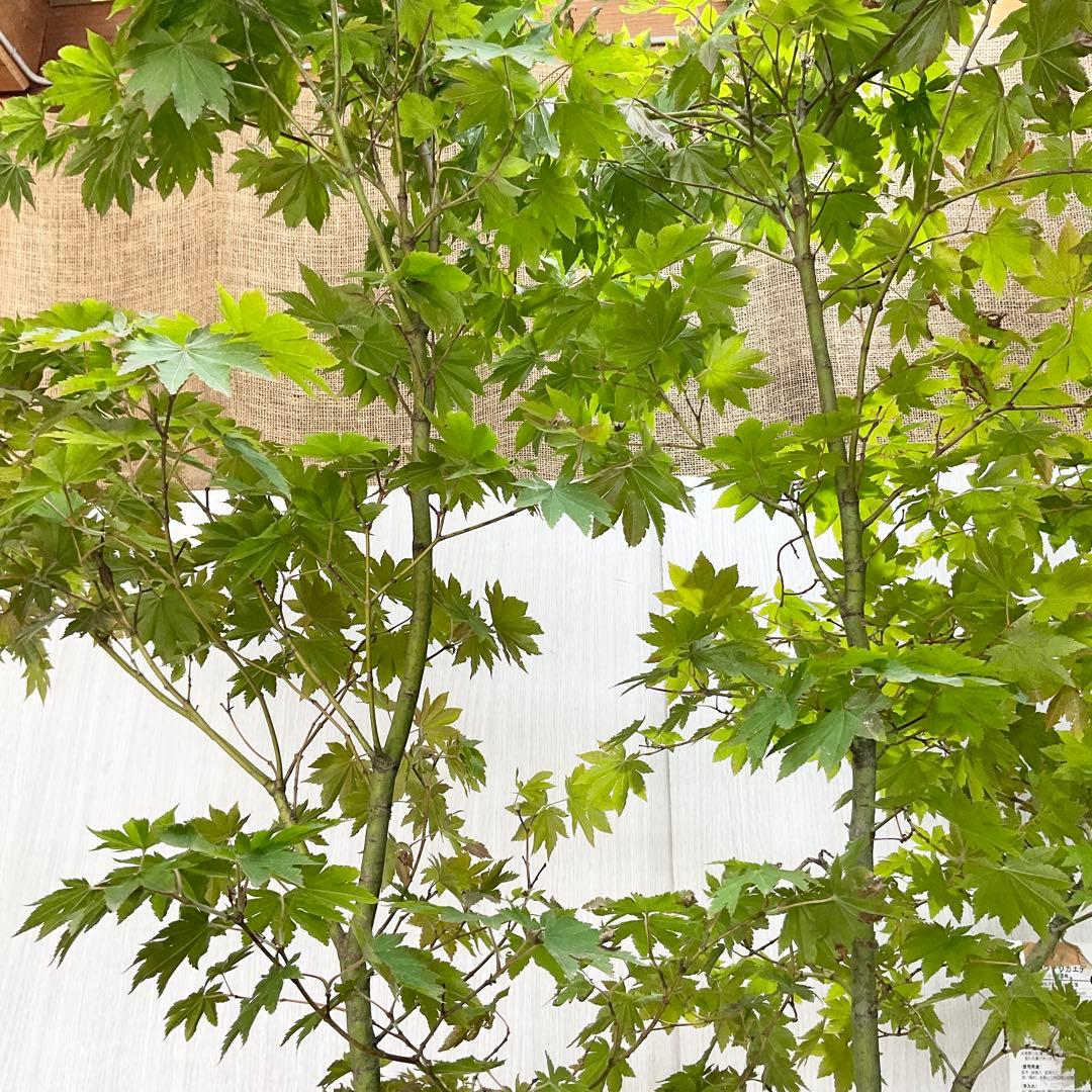 コハウチワカエデ　単木/ 60