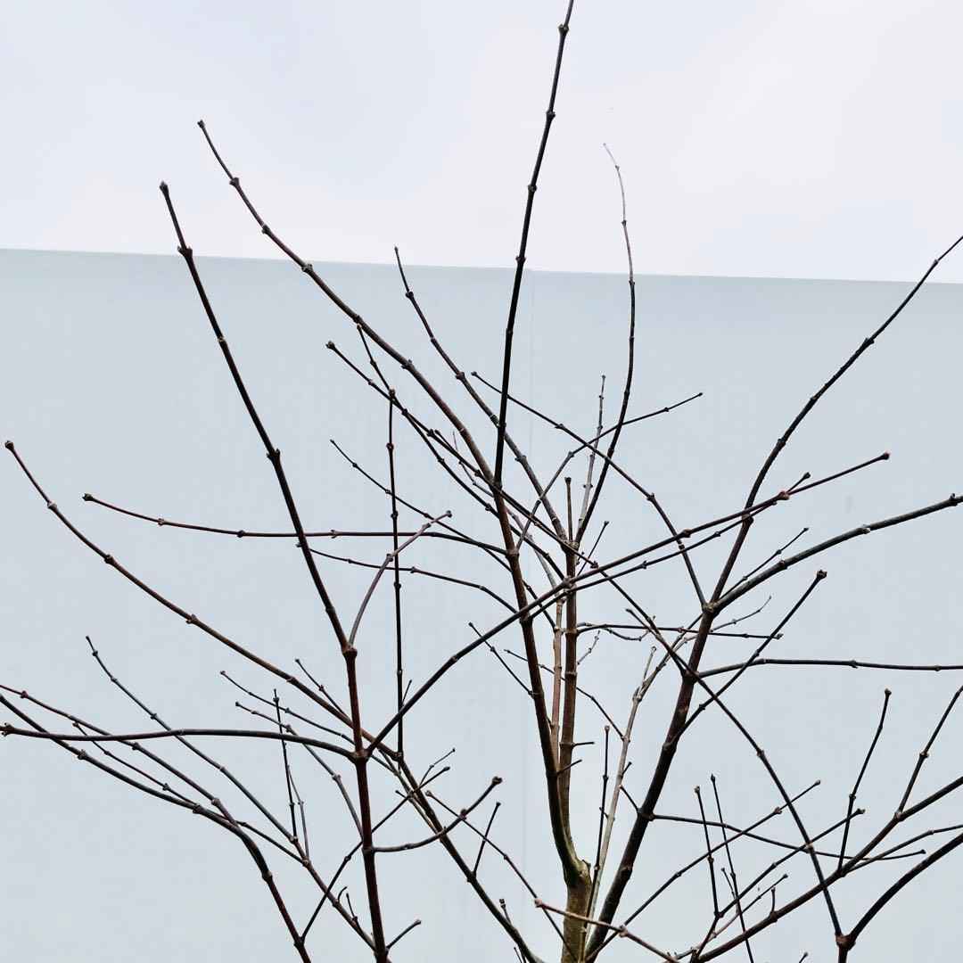 コハウチワカエデ　単木/ 60