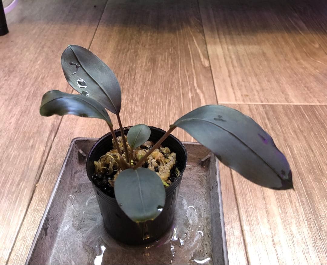 陰性水草の王様的存在Bucephalandra motleyana Miri産