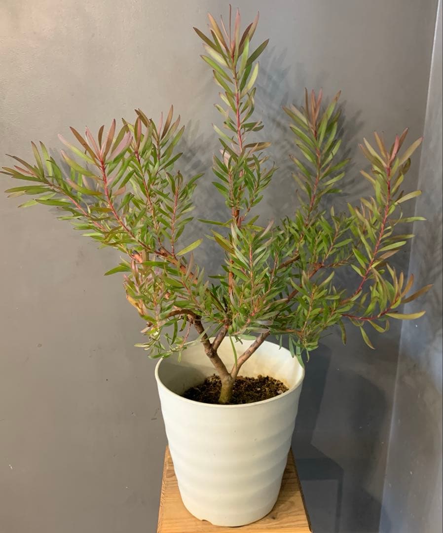 リューカデンドロン インカゴールド