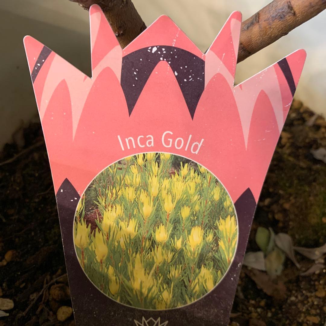 リューカデンドロン インカゴールド