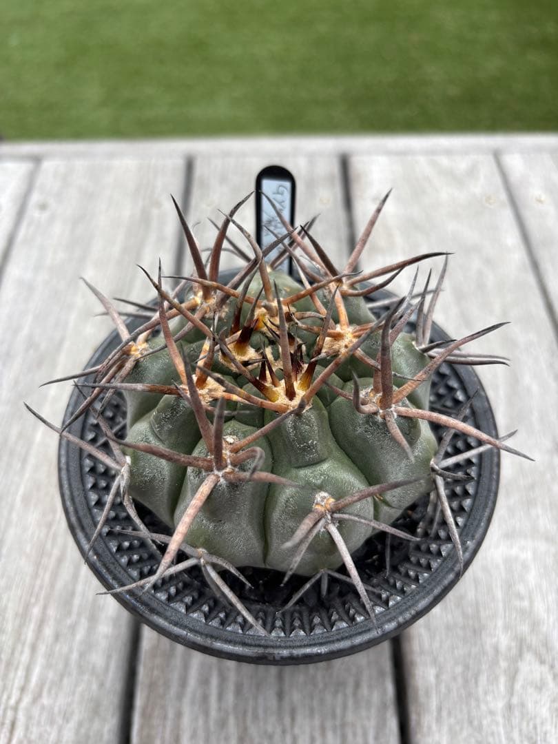 お値下げ！スパイシージェム　魔天竜