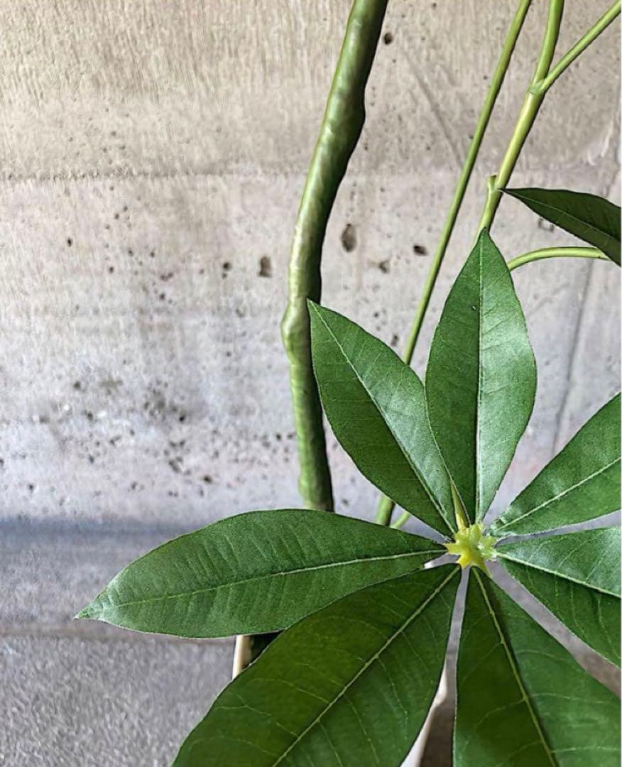 光触媒　人工観葉植物　ウォールグリーン　フェイクグリーン　くねくねパキラj