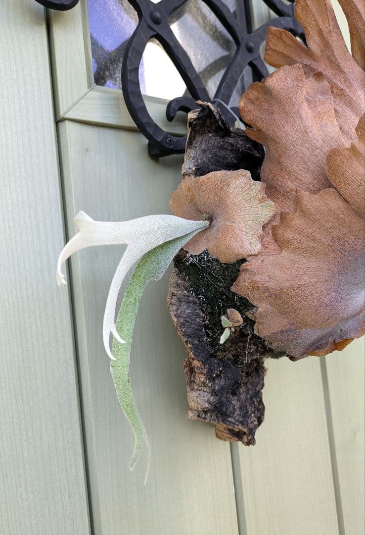 ビカクシダ☆Polaris☆ポラリス☆vp☆子株