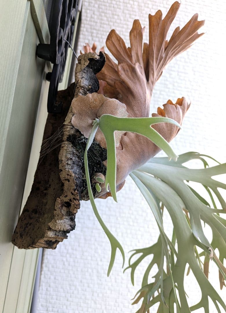 ビカクシダ☆Polaris☆ポラリス☆vp☆子株