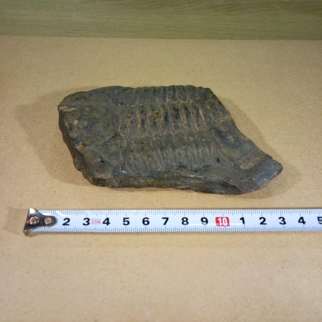 三葉虫　化石　三葉虫化石　究極のレトロ　fossil　大きい　化石管理番号⑱