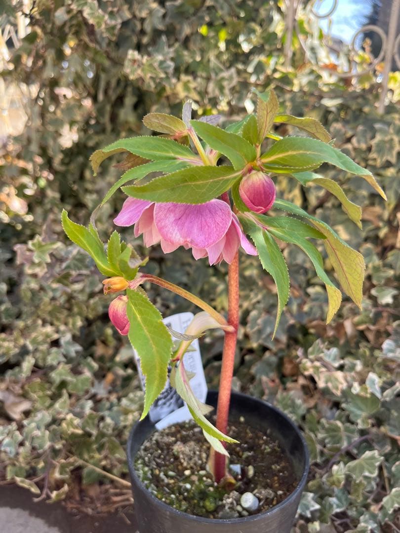 クリスマスローズ　広瀬園芸