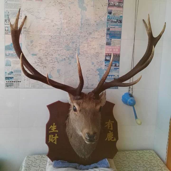 鹿の頭  （商売繁盛、幸せを呼び込む縁起商品）