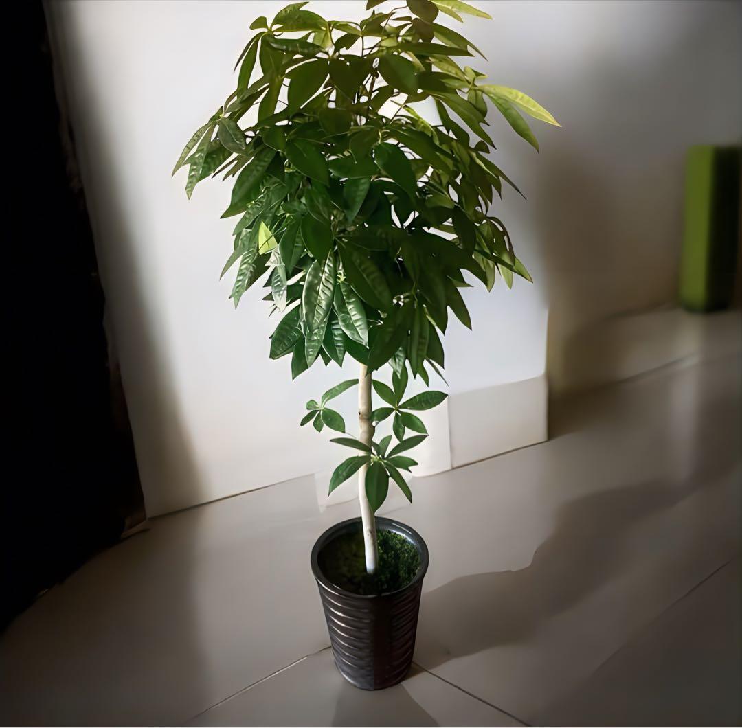 光触媒　人工観葉植物　ウォールグリーン　フェイクグリーン　パキラ15767