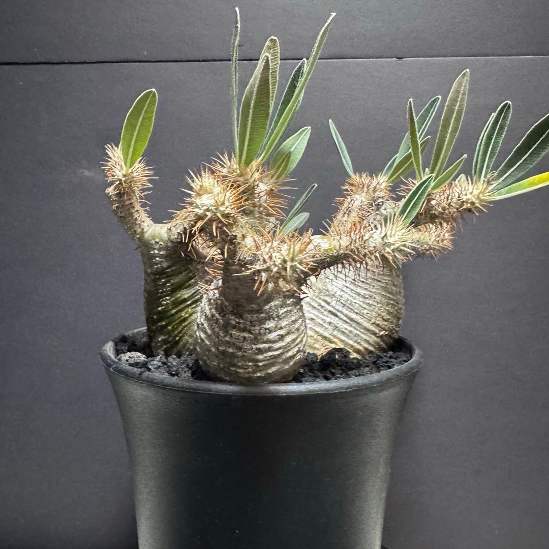 パキポディウム　グラキリス　象牙宮　多頭　三頭　現地球