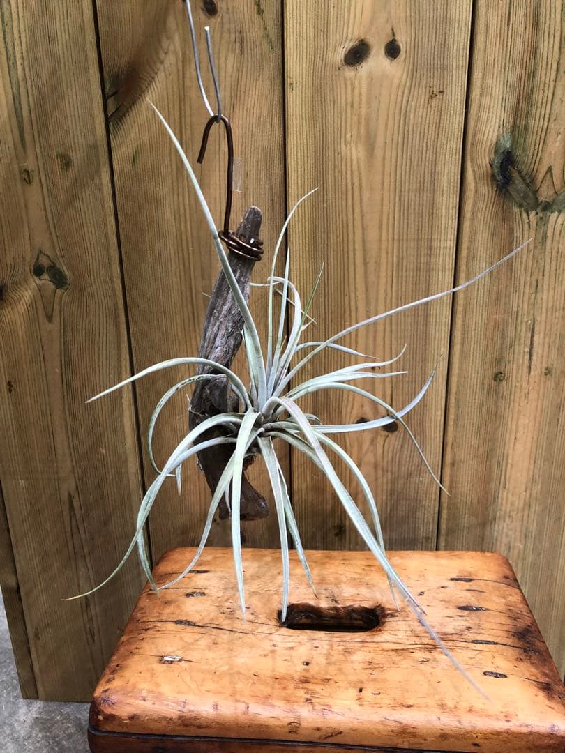 ティランジア・ファシクラータ・ホンジュレンシス