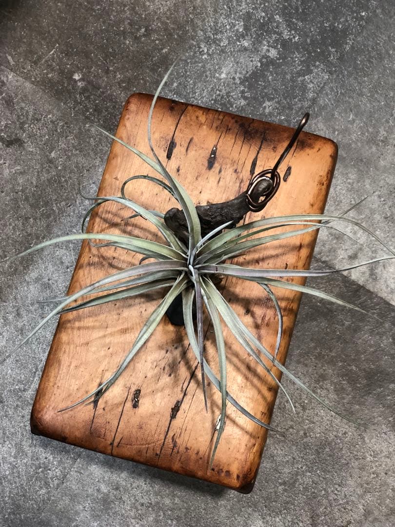 ティランジア・ファシクラータ・ホンジュレンシス