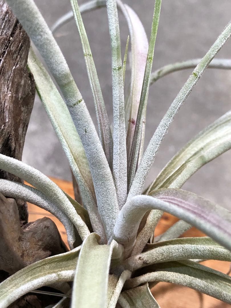 ティランジア・ファシクラータ・ホンジュレンシス