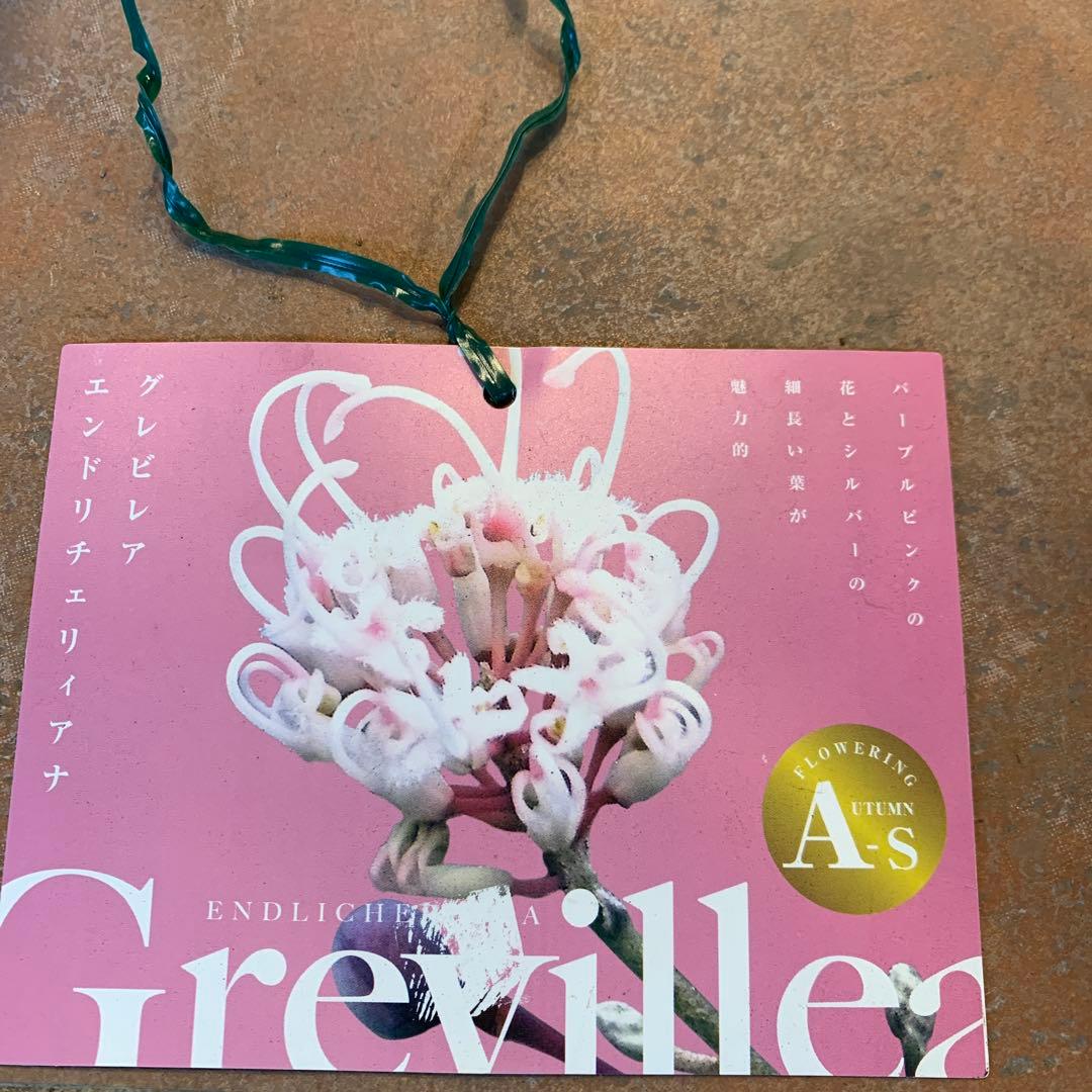 グレビレア エンドリチェリアナ