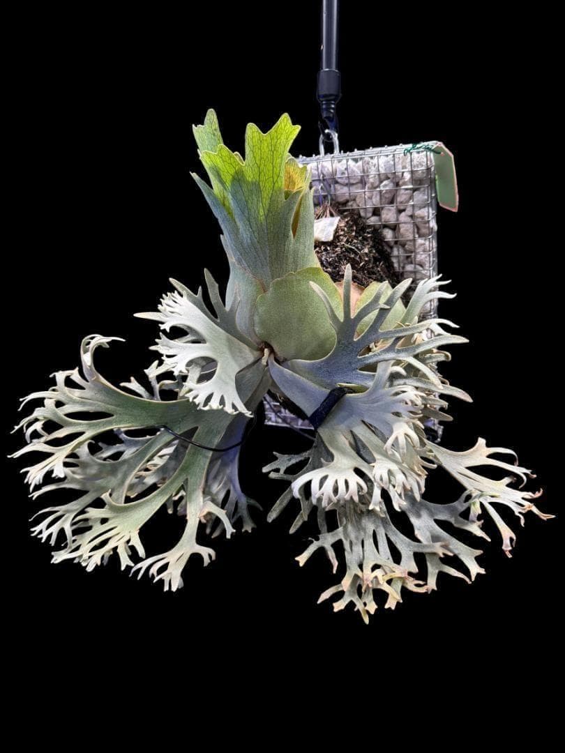 ビカクシダ willinckii nano ウィリンキー ドワーフ 板付 N-5