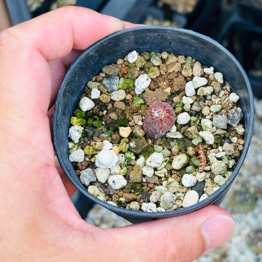 |꒳`*ᔨ﻿ぁずぃる