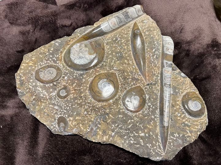 化石 オルソセラス ゴニアタイト プレート 古生代 オルドビス紀 モロッコ