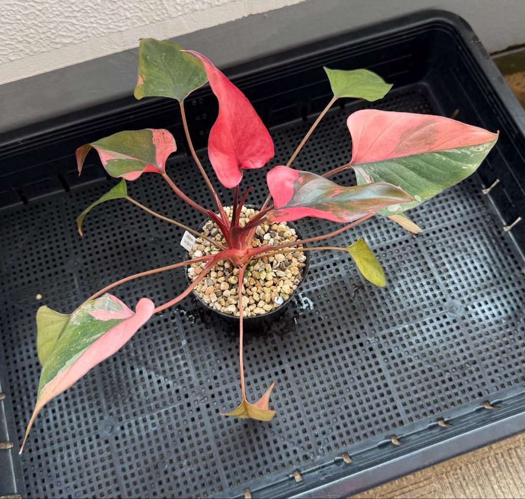 希少　ホマロメナ　ピンクダイヤモンド　大型美株　鉢ごとメルカリ便②