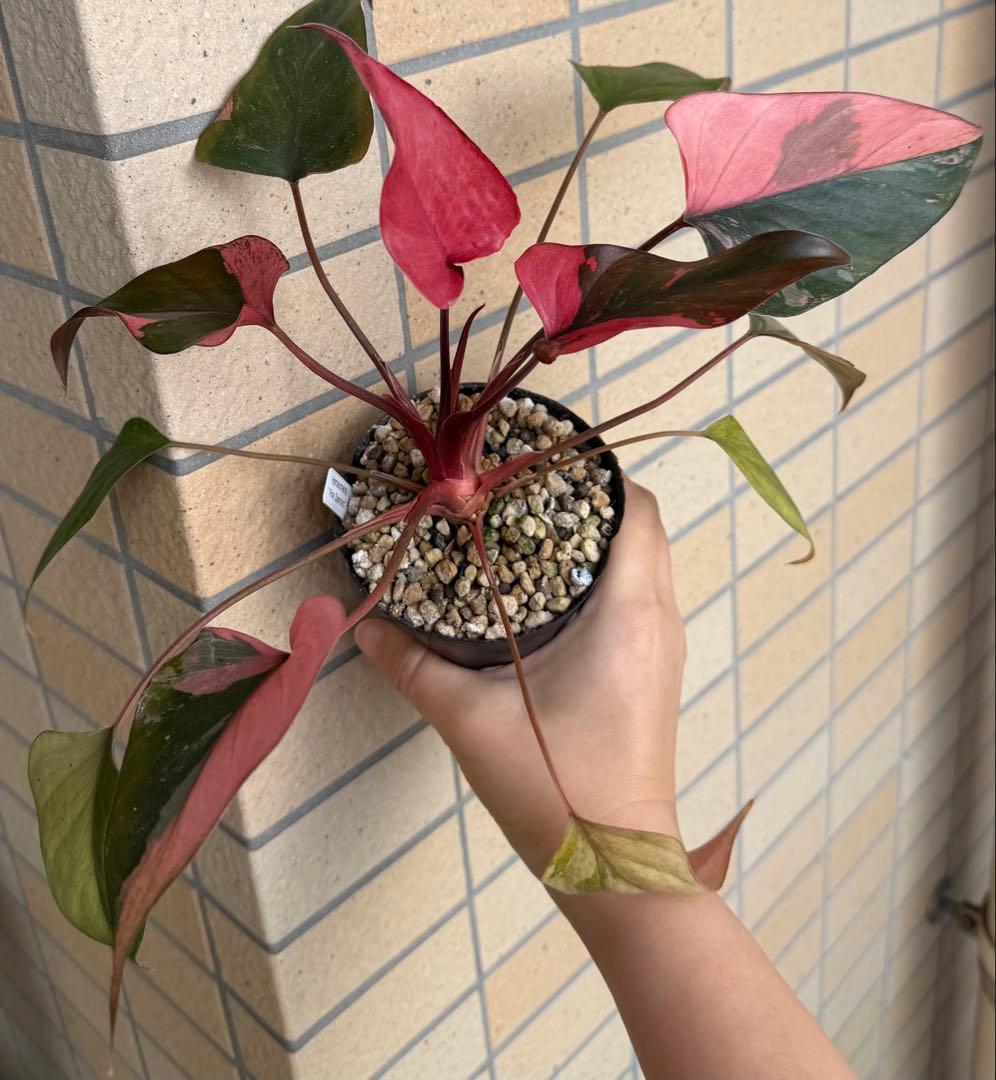 希少　ホマロメナ　ピンクダイヤモンド　大型美株　鉢ごとメルカリ便②