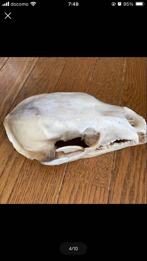 頭蓋骨　ツキノワグマ頭蓋骨　熊の骨オブジェ　希少コレクション　薬剤不使用