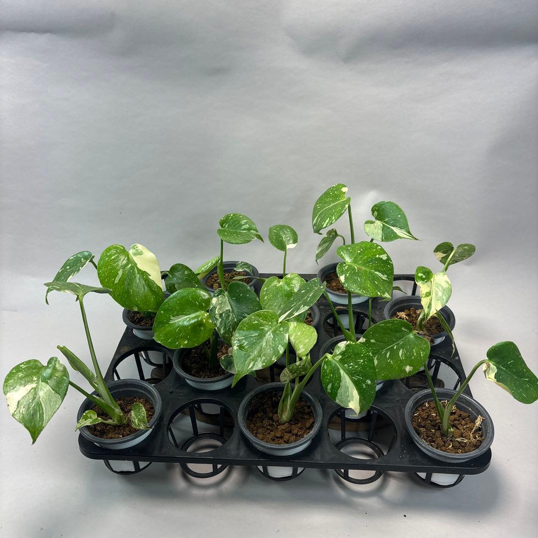 s*a様 10株セットms77【訳あり】モンステラ・タイコンステレーション 斑入