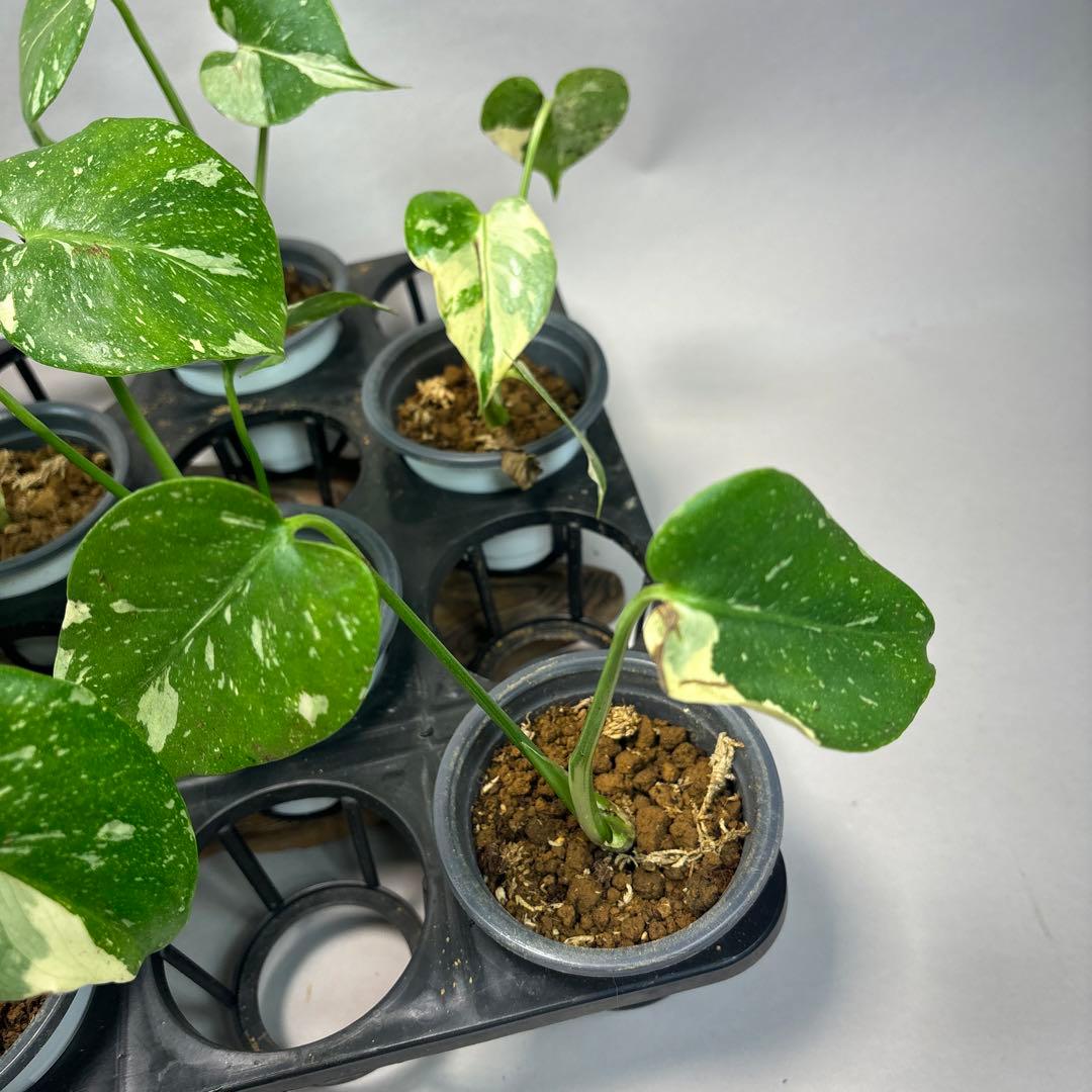 s*a様 10株セットms77【訳あり】モンステラ・タイコンステレーション 斑入