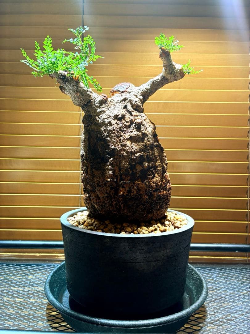 オペルクリカリアパキプス現地球【みやび鉢付き】