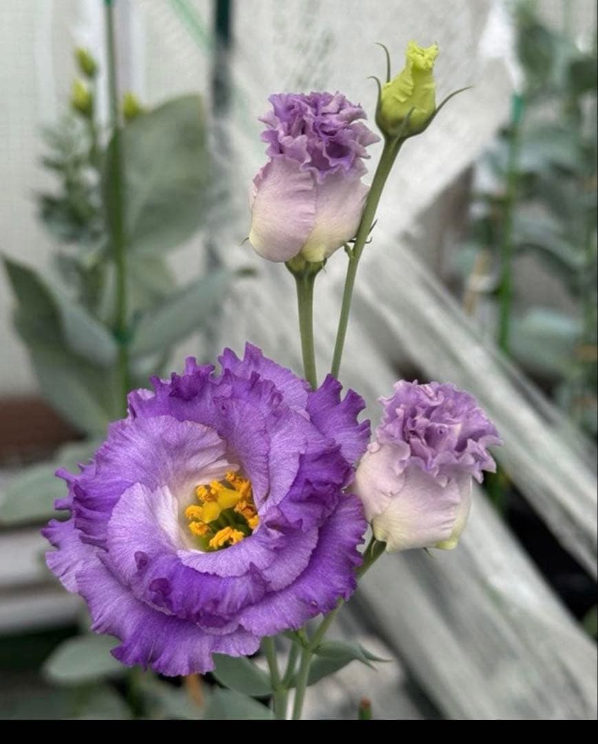 トルコキキョウ　ユーストマ苗　お問い合わせ用　１セット１６本