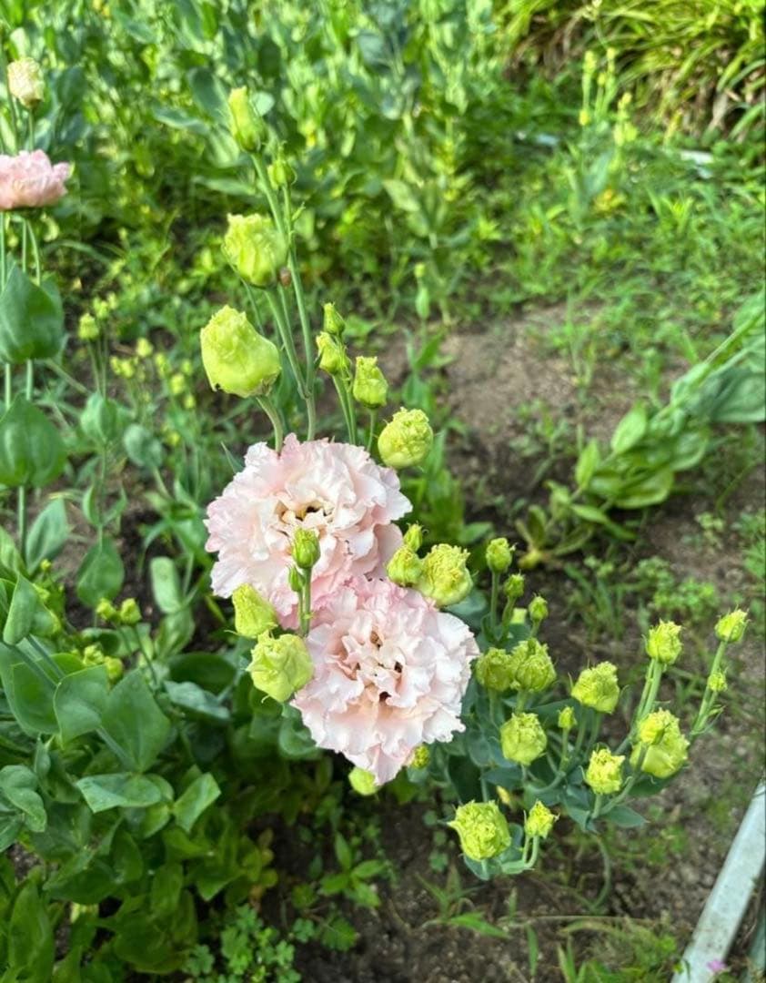 トルコキキョウ　ユーストマ苗　お問い合わせ用　１セット１６本