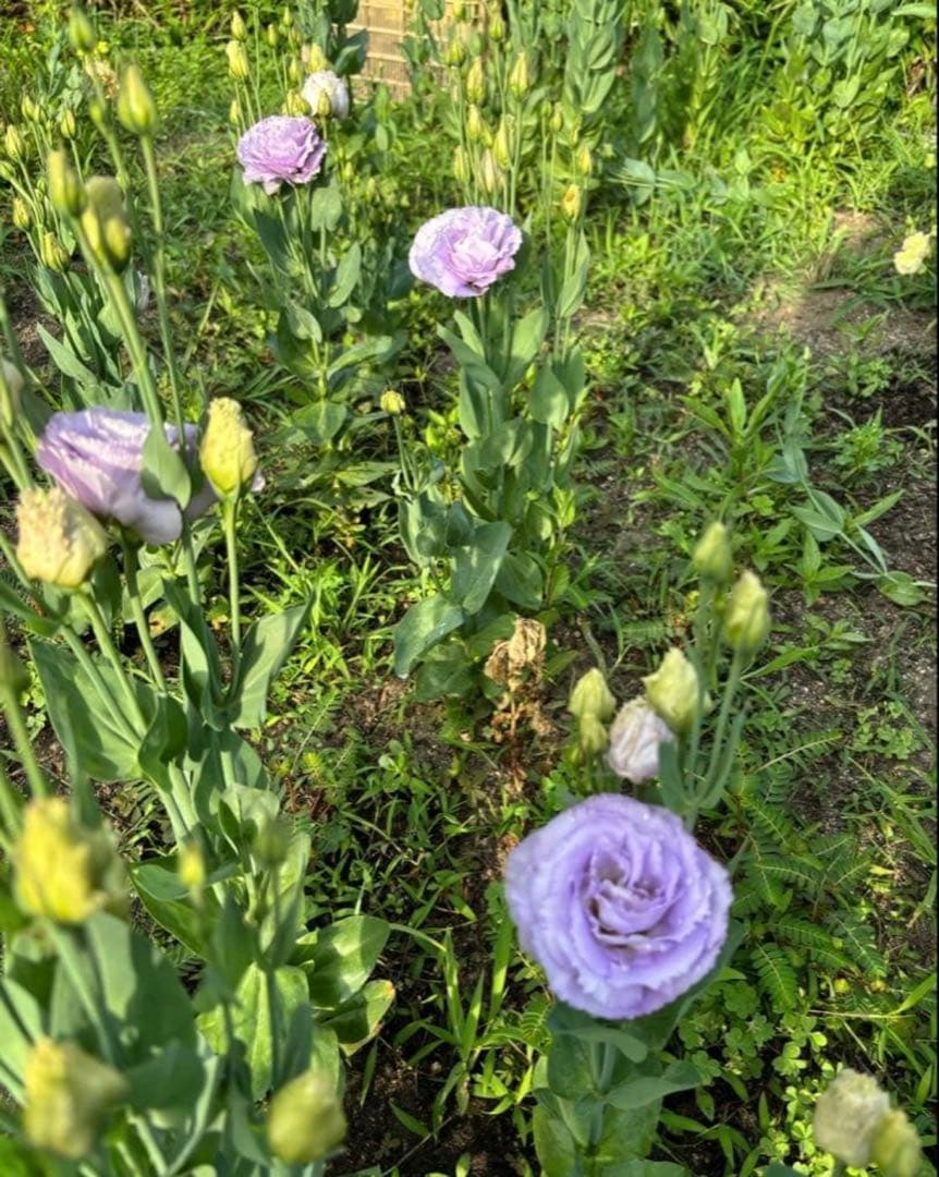 トルコキキョウ　ユーストマ苗　お問い合わせ用　１セット１６本