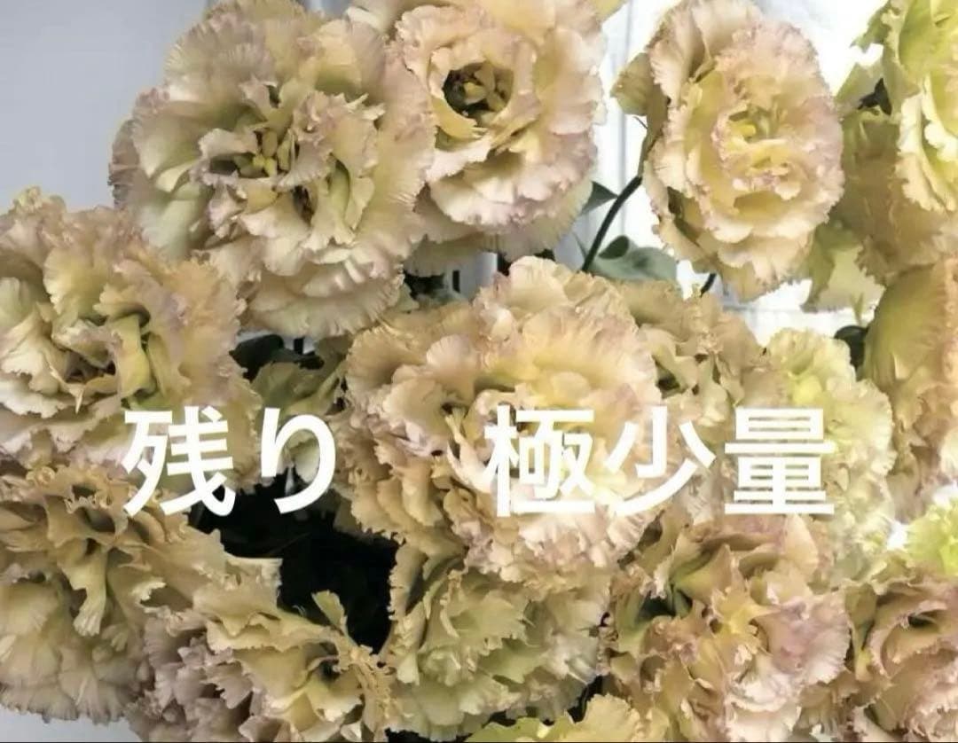 トルコキキョウ　ユーストマ苗　お問い合わせ用　１セット１６本