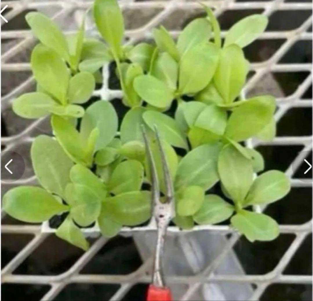 トルコキキョウ　ユーストマ苗　お問い合わせ用　１セット１６本