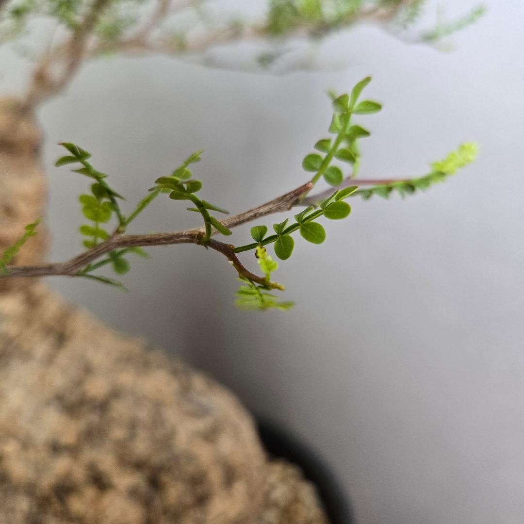 【希少！】パキプス 現地球 発根済 塊根植物